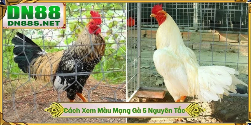 Cách Xem Màu Mạng Gà - 5 Nguyên Tắc Ngũ Hành Tại DN88
