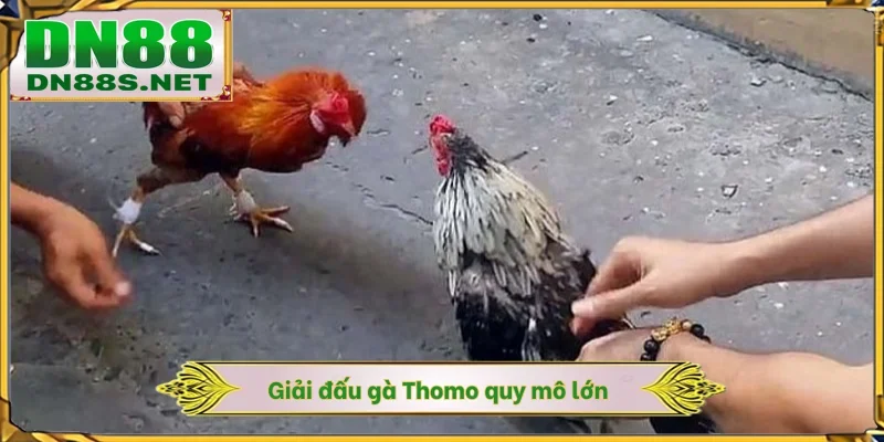 Giải đấu gà Thomo quy mô lớn